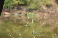 Aeschynomene indica